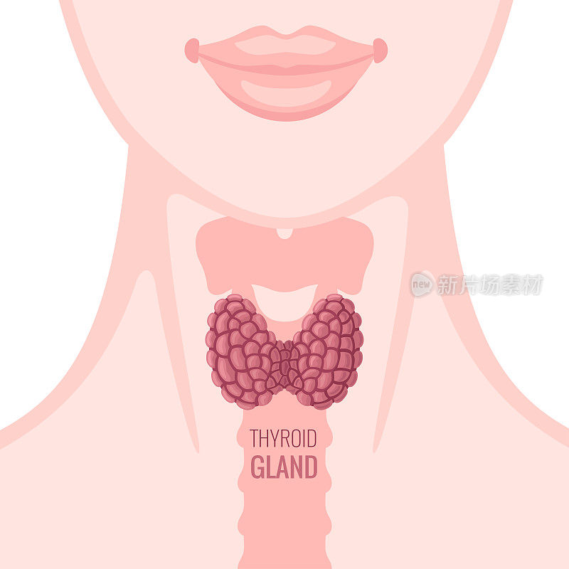 Thyroid gland on woman silhouette